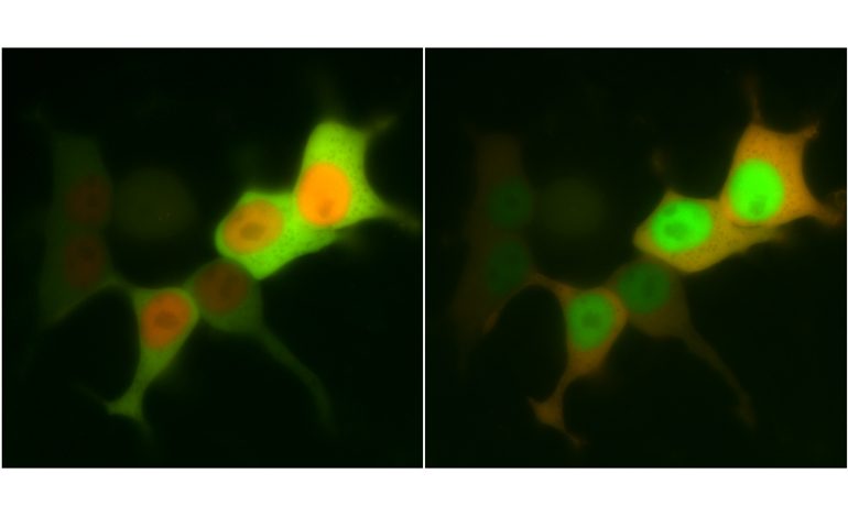 Untrem Mikroskop: Bewegung von Proteinen in einzelnen Zellen