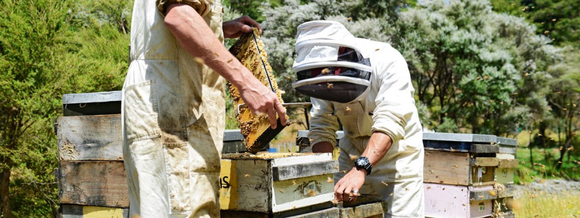 Die Bienen dieser neusee­­ländischen Imker fliegen vor allem die weiß blühenden ­Manuka-­­Pflanzen (Hintergrund) an